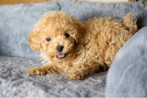 販売中の千葉県のトイプードル-386817の4枚目
